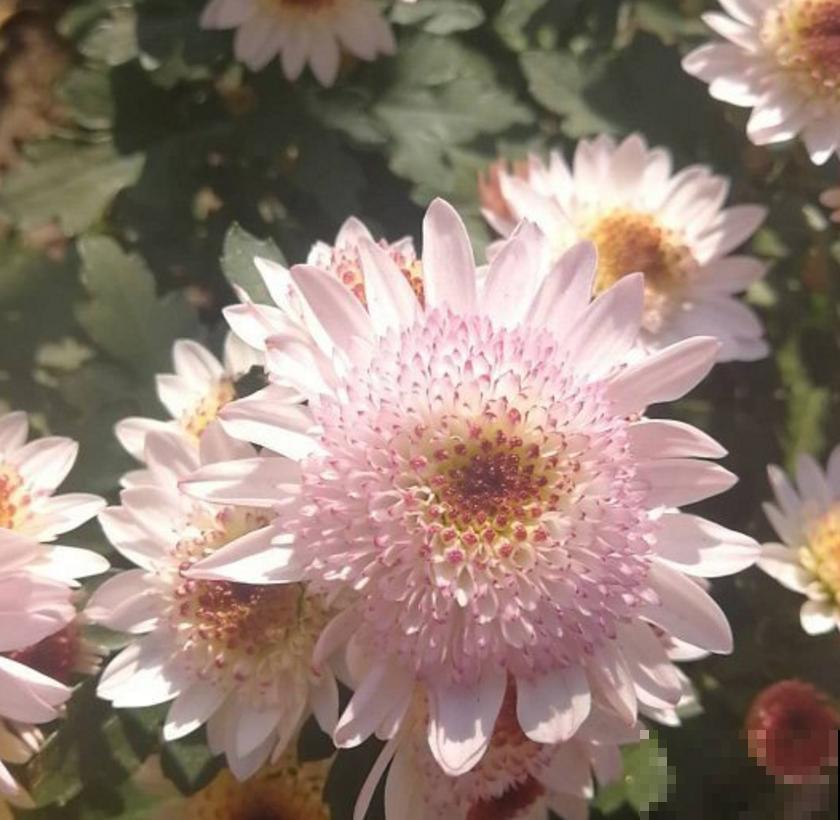 小巧霸气的女王菊，品种众多，养在阳台特美！