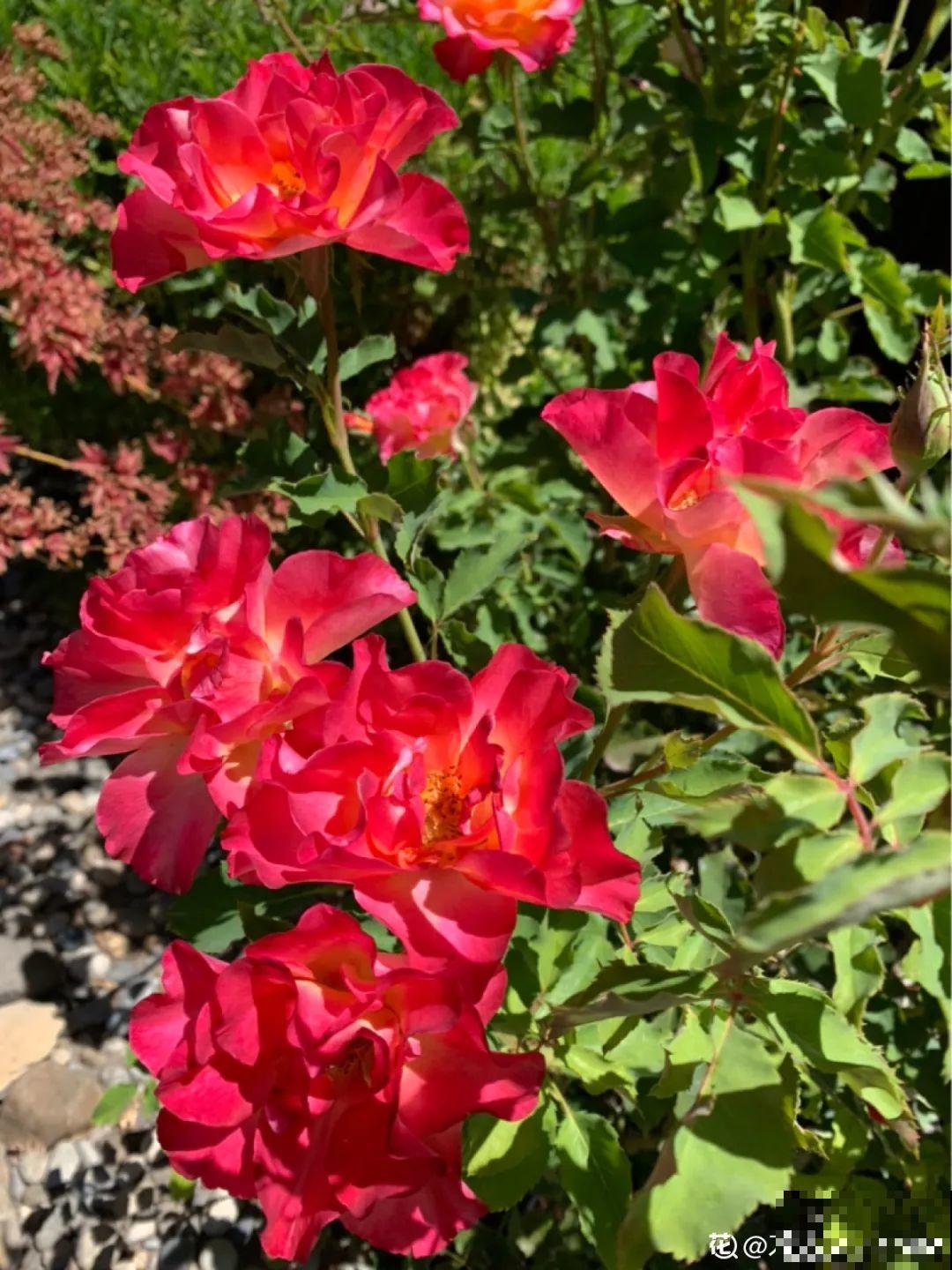 6种花开花就像假的,花期还特长,凑近一看才能辨别 6种花开花就像假的,花期还特长,凑近一看才能辨别