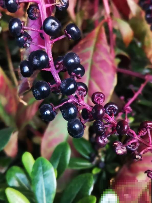 秋高气爽,出门游玩离这些花远点,尤其是孩子 秋高气爽,出门游玩离这些花远点,尤其是孩子