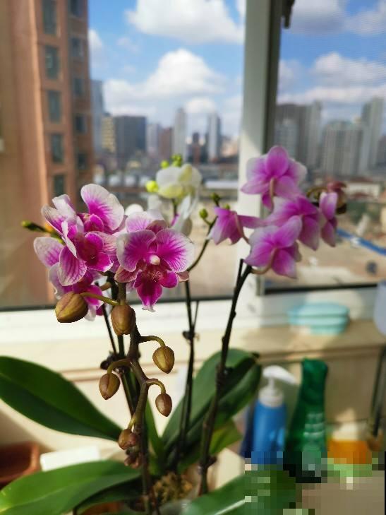 喜欢养兰的花友，4种兰花不可或缺，开花漂亮自带贵气