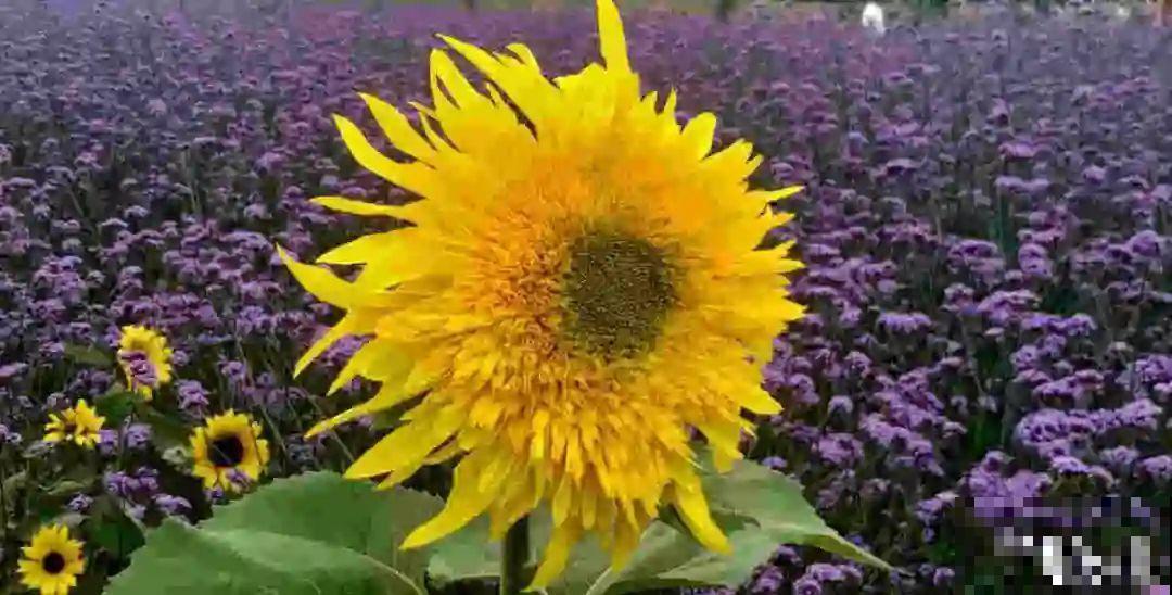 一次性的花，秋天开完就扔了，别浪费时间！