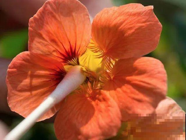 养花怎么才能人工授粉?一根小棉棒,就能解决问题! 养花怎么才能人工授粉?一根小棉棒,就能解决问题!