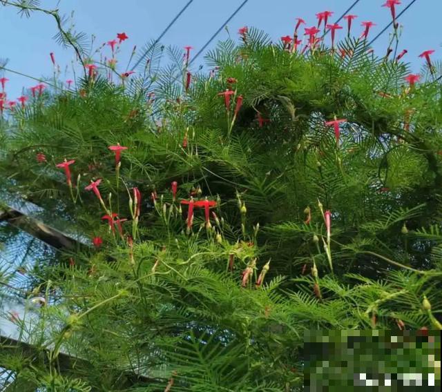 4种花就是吸血鬼，不能被缠上，否则死翘翘