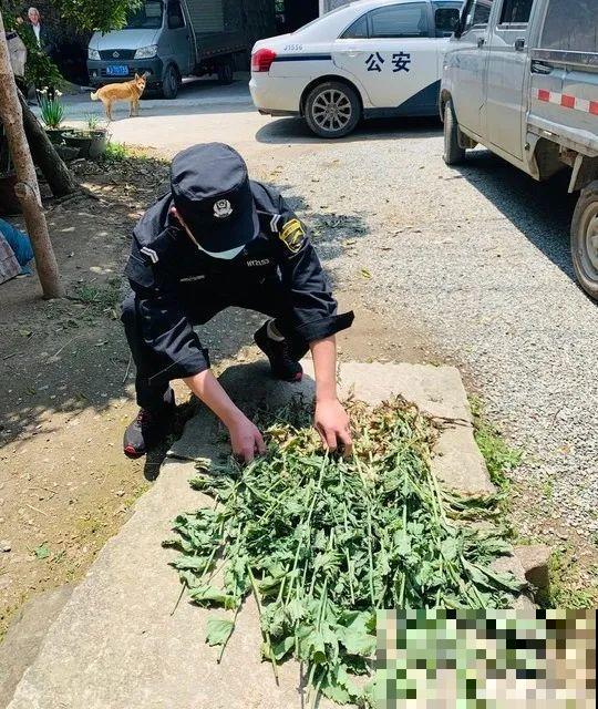 罂粟花不能随便种,私自种植,就得薅光 罂粟花不能随便种,私自种植,就得薅光