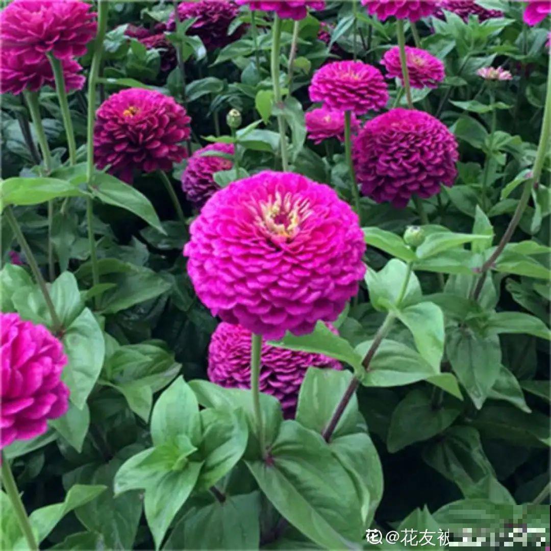 看图猜花名，100道题，测你的养花天分！