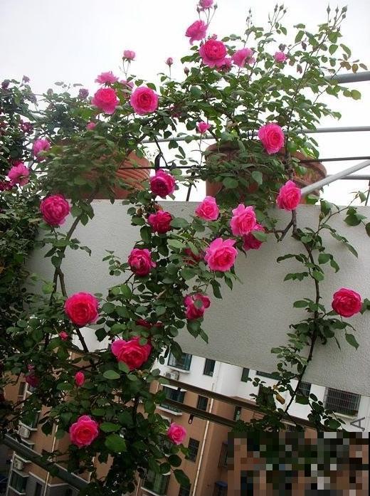 10种月季枝条太软，大家都说垂头，结果吊起来养超惊艳！