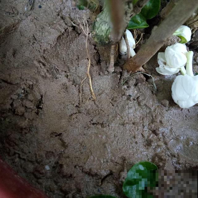 5种错误养花法,招招“致命”,看你有没有中 5种错误养花法,招招“致命”,看你有没有中