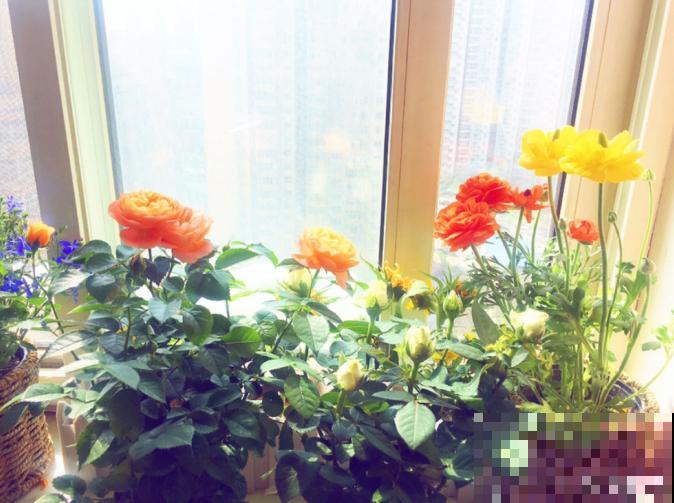 初入花坑，就选这些懒人花，种一次开好几个月！