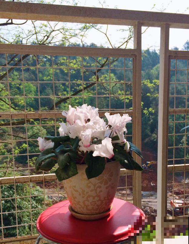 她家的花一开，就赶紧画成水彩画，比真花还美！