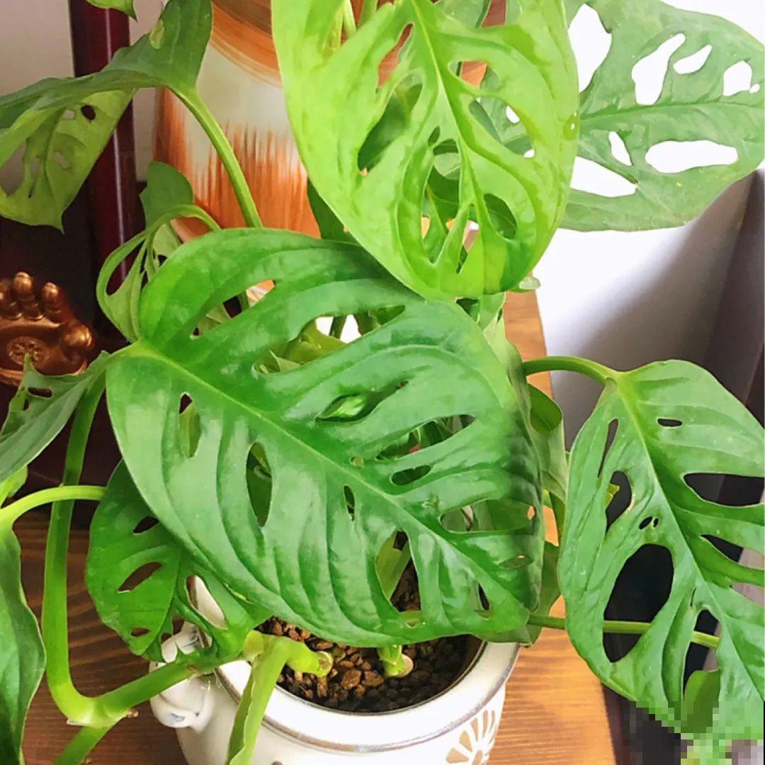 看图猜花名，100道题，测你的养花天分！