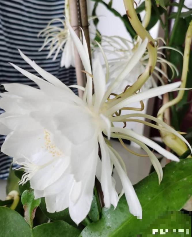 昙花也能白天开？关小黑屋就行，特别简单！