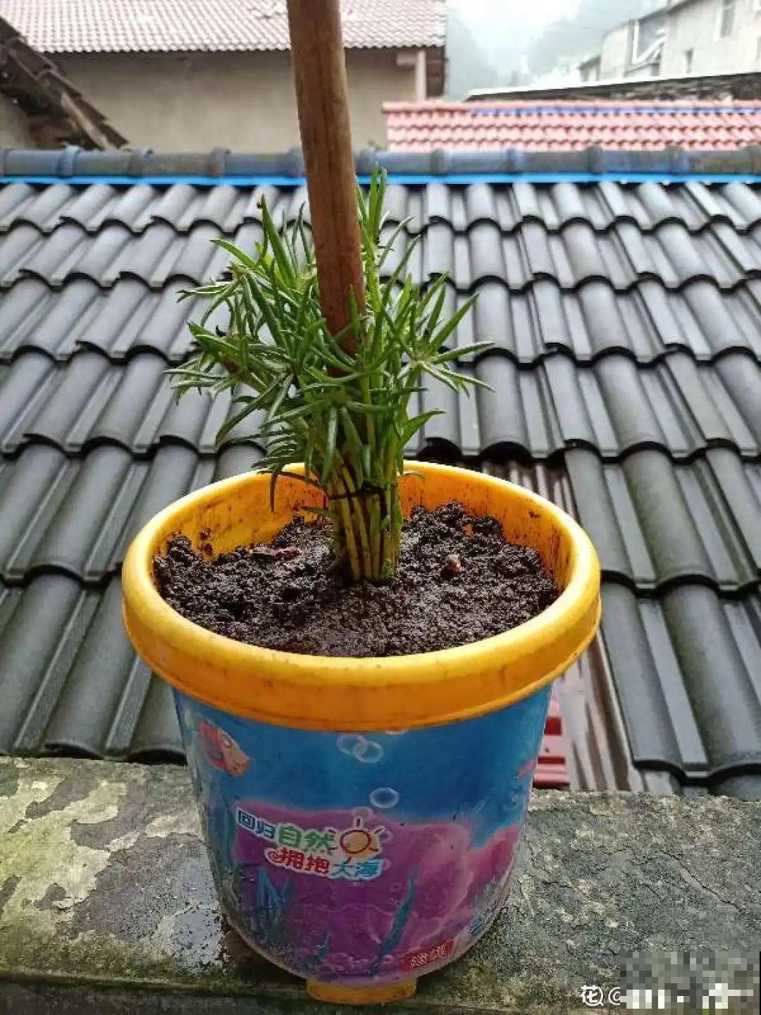 8根筷子绑一起,2个月变老桩,让你爱不释手! 8根筷子绑一起,2个月变老桩,让你爱不释手!