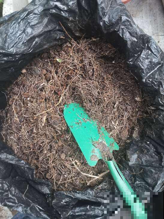 土硬得像个铁块，浇点有机肥水，透软透气