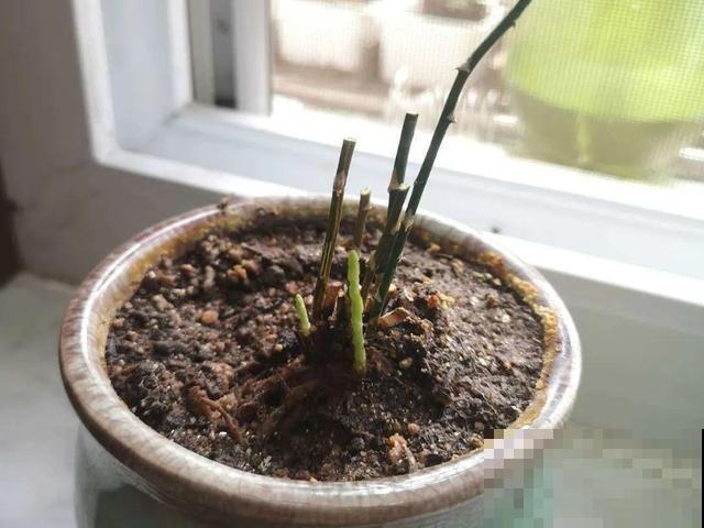 20种花,天凉了赶紧剪,来年开花有多又艳! 20种花,天凉了赶紧剪,来年开花有多又艳!