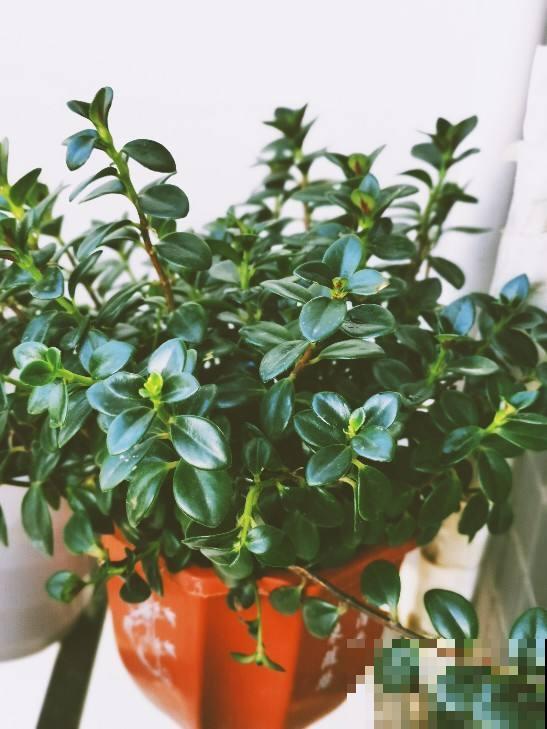 常见5种花,秋天浇水要谨慎,浇对了才能长得更旺盛 常见5种花,秋天浇水要谨慎,浇对了才能长得更旺盛