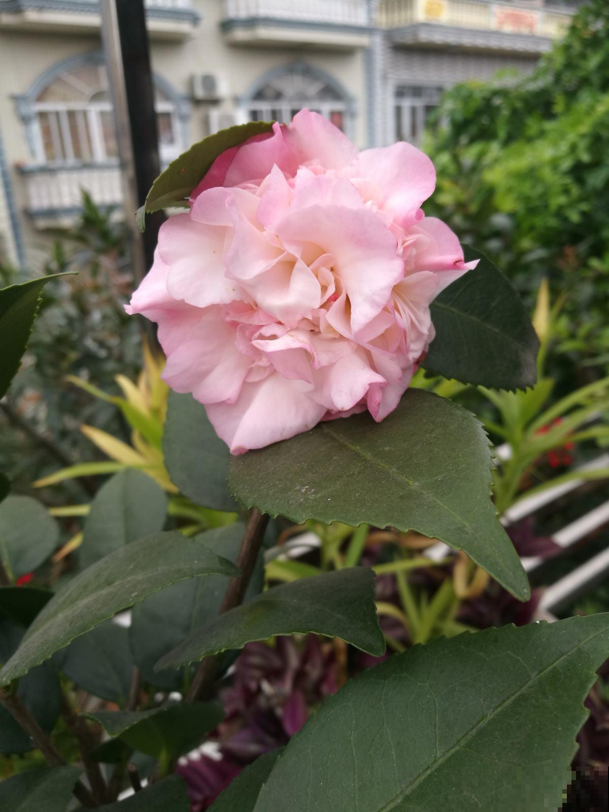 不怕淋雨的5种花,不娇气,淋一次长一茬! 不怕淋雨的5种花,不娇气,淋一次长一茬!