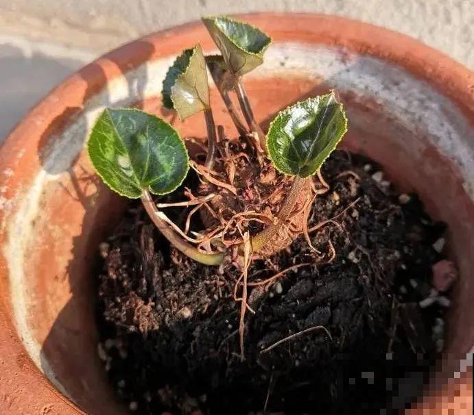 秋老虎来了，9种花进入“死期”，切莫大意！