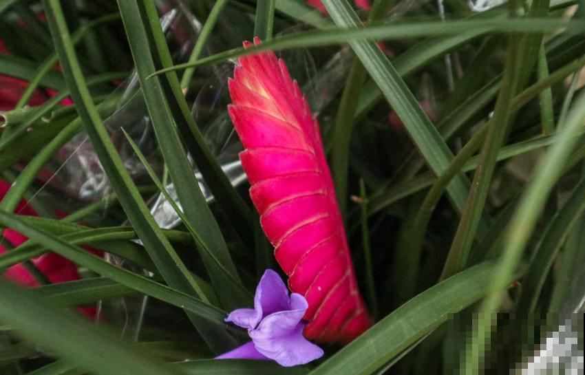 凭借“死亡芭比粉”,虏获无数花友的心,当属铁兰! 凭借“死亡芭比粉”,虏获无数花友的心,当属铁兰!