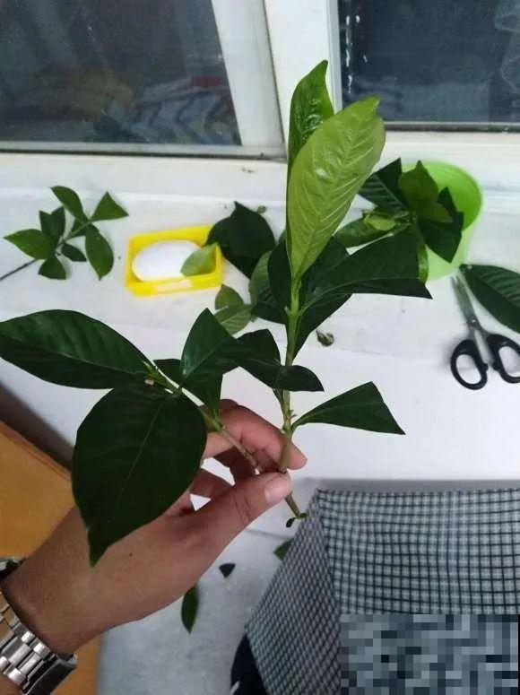 扦插有啥难？1根吸管，插活6盆花，太简单了！