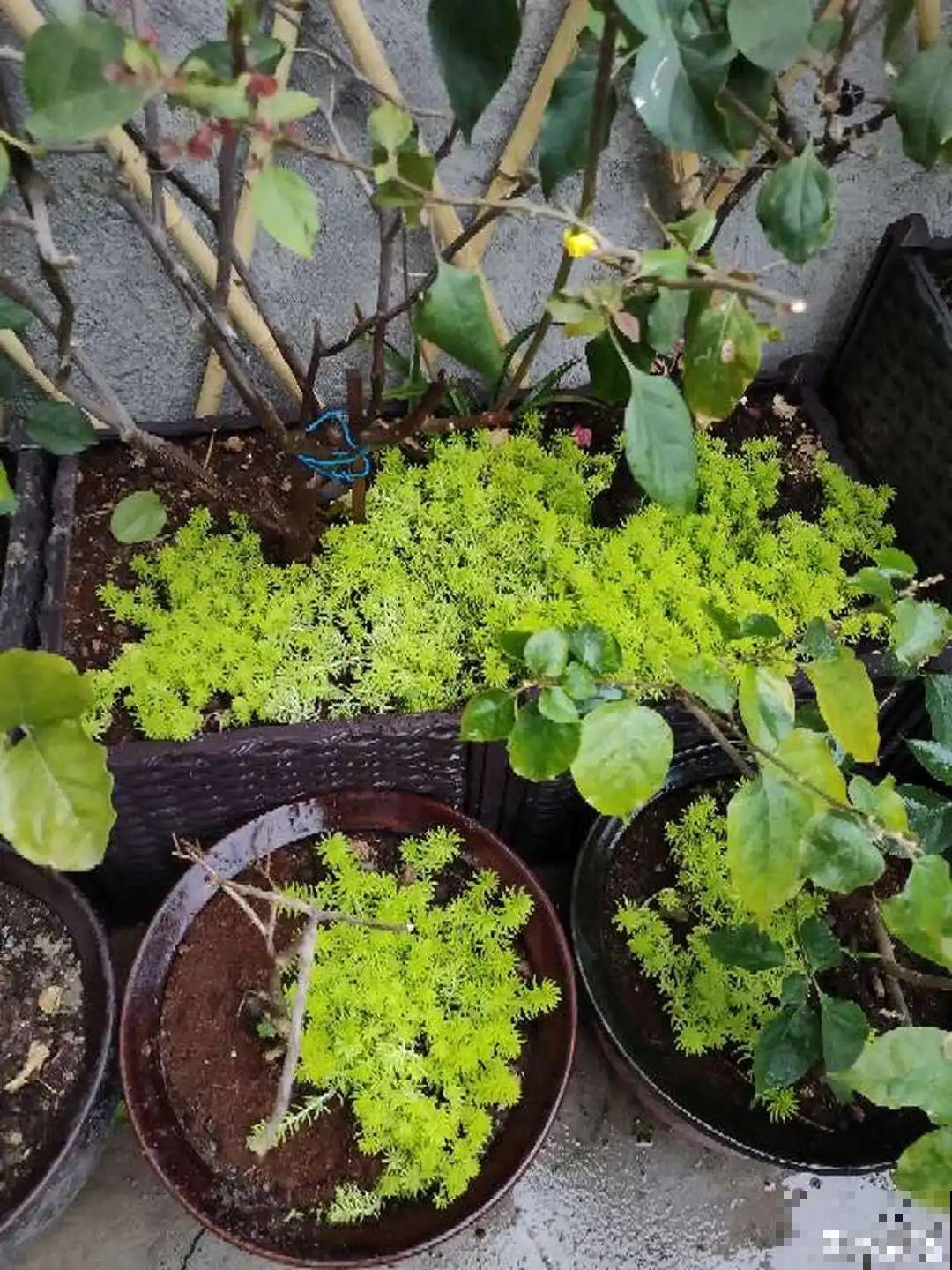 盆面冒杂草，到底拔不拔？