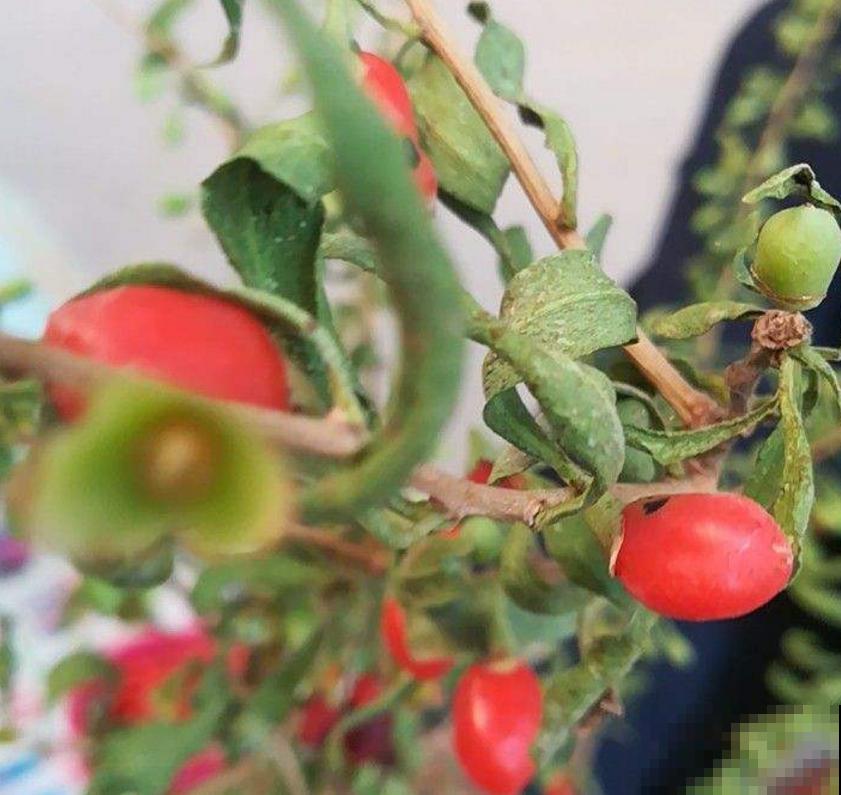 枸杞特好养,种子一埋,小红果挂满枝头! 枸杞特好养,种子一埋,小红果挂满枝头!