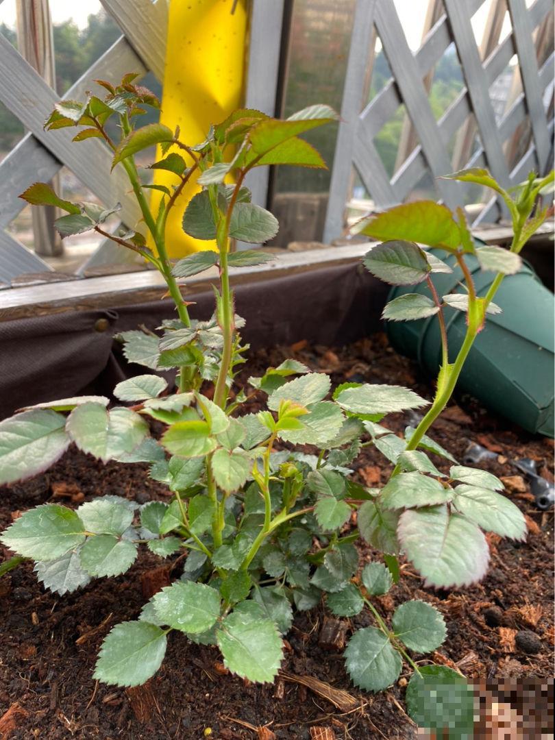 现在气温还不冷,有些情况不能施肥,你家花存在这些情况吗 现在气温还不冷,有些情况不能施肥,你家花存在这些情况吗