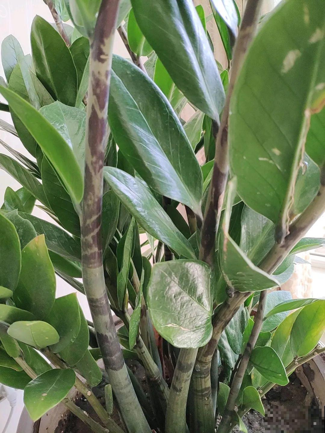 花堆成山,捡到手软,大麻袋都装不下了! 花堆成山,捡到手软,大麻袋都装不下了!