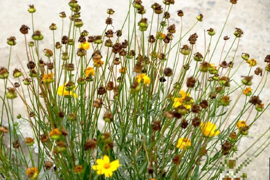 一次性的花，秋天开完就扔了，别浪费时间！