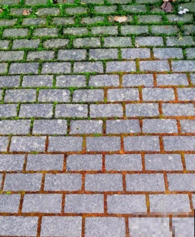 16种奇花异草,随便挑一个,你都没见过! 16种奇花异草,随便挑一个,你都没见过!