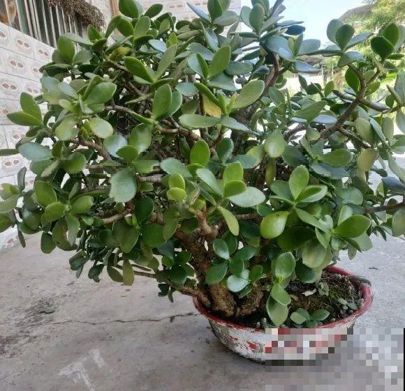 养花不一定要用大花盆，8种花要换小盆，挤着养才能长好