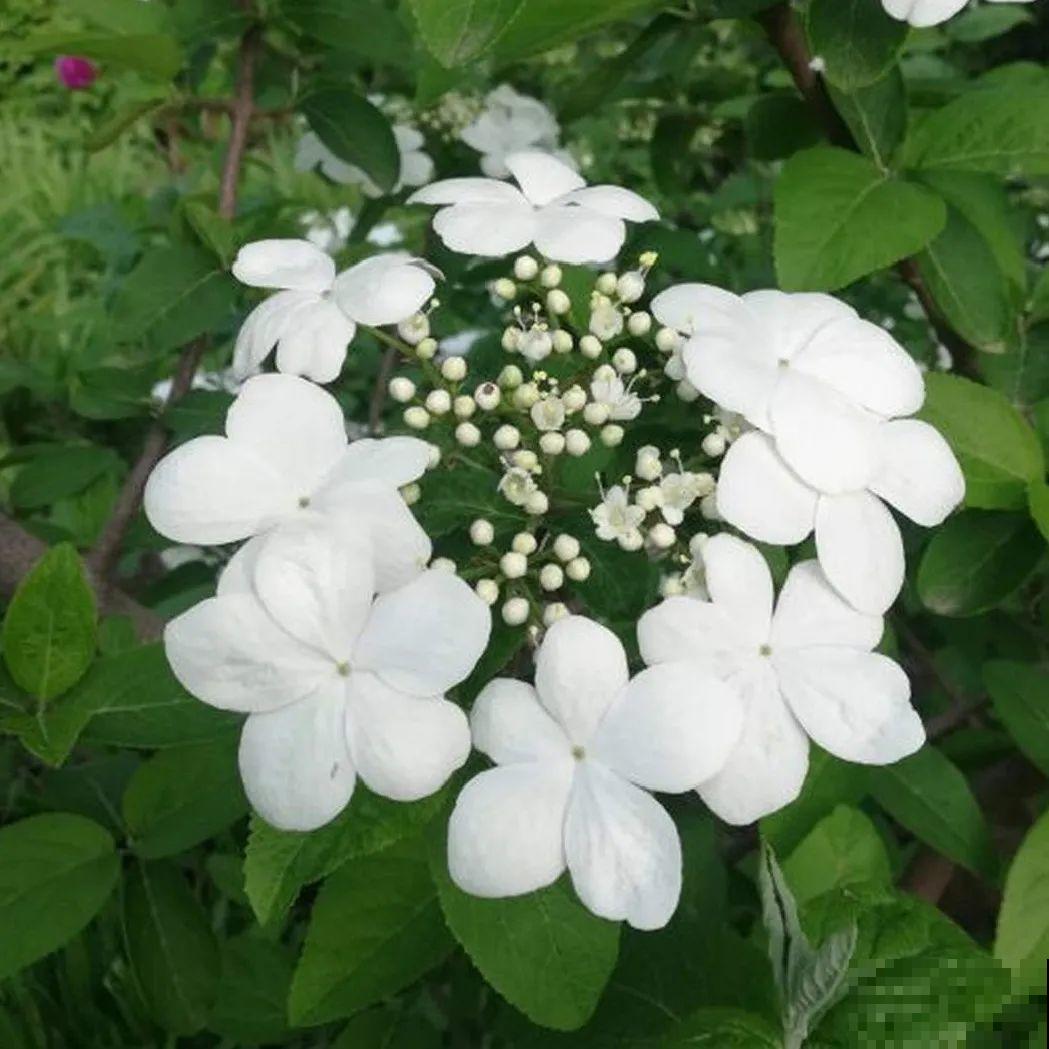 看图猜花名，100道题，测你的养花天分！