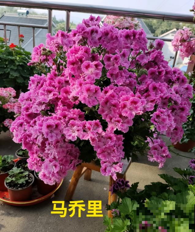 天竺葵最美的20个品种,不养一盆,对不起自己! 天竺葵最美的20个品种,不养一盆,对不起自己!