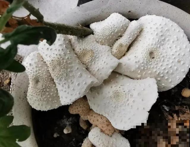 20种毒蘑菇，遇到千万别碰，贪吃必送医院！