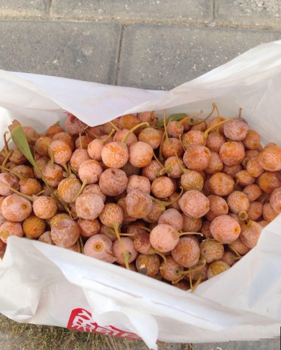 路边捡的果子有剧毒，看见了要躲开！