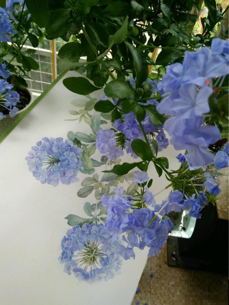 她家的花一开，就赶紧画成水彩画，比真花还美！