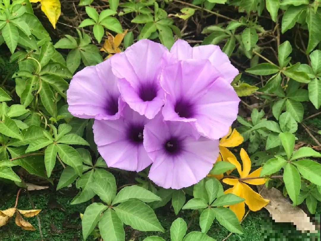 养花界的小强,用脚踩都死不了,根本不敢种院里! 养花界的小强,用脚踩都死不了,根本不敢种院里!