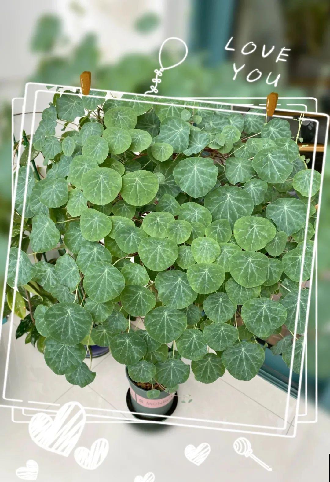 8根筷子绑一起,2个月变老桩,让你爱不释手! 8根筷子绑一起,2个月变老桩,让你爱不释手!