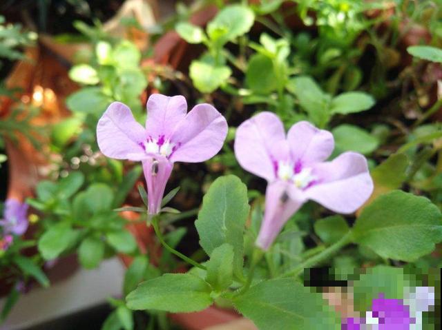 秋冬别养绿萝了，这种耐寒的开花机器，更适合懒人养！