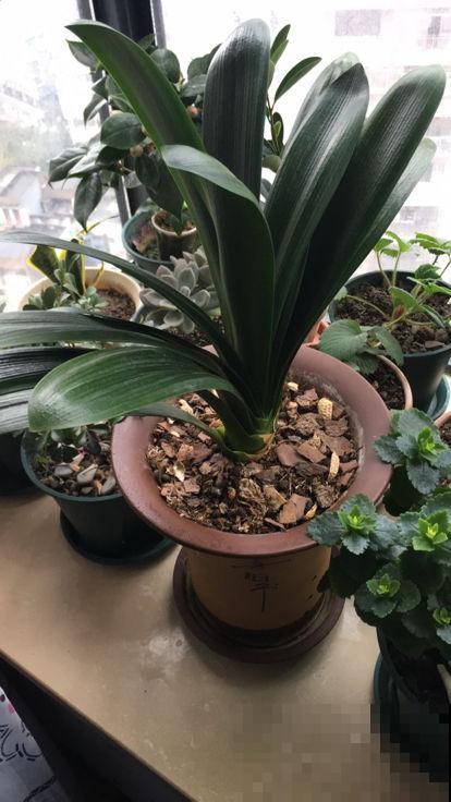 土硬得像个铁块，浇点有机肥水，透软透气