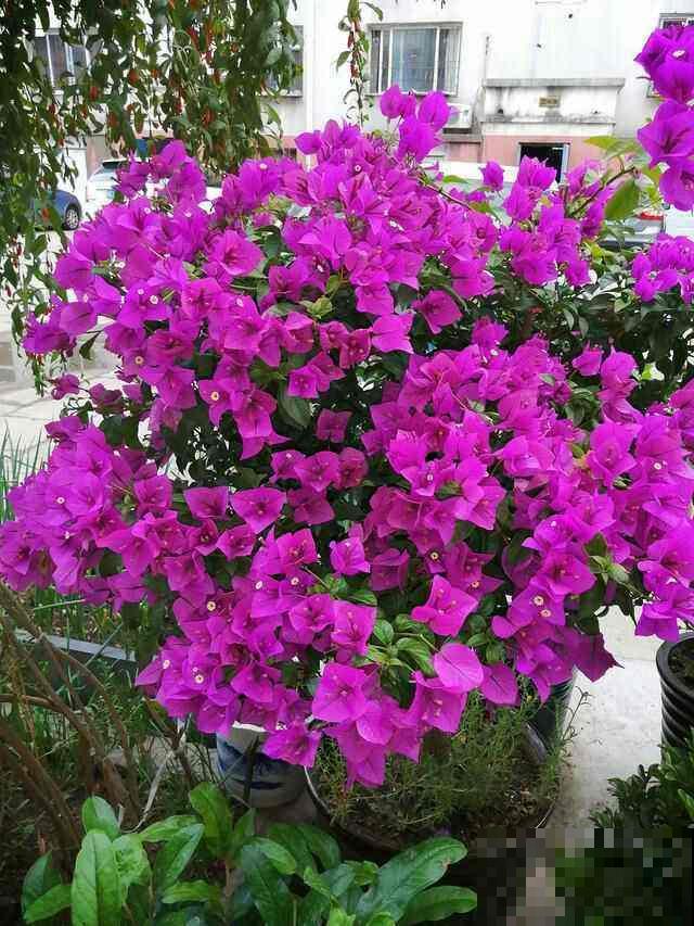 家里南阳台,就得种点阳性花,太阳越大开花越多 家里南阳台,就得种点阳性花,太阳越大开花越多