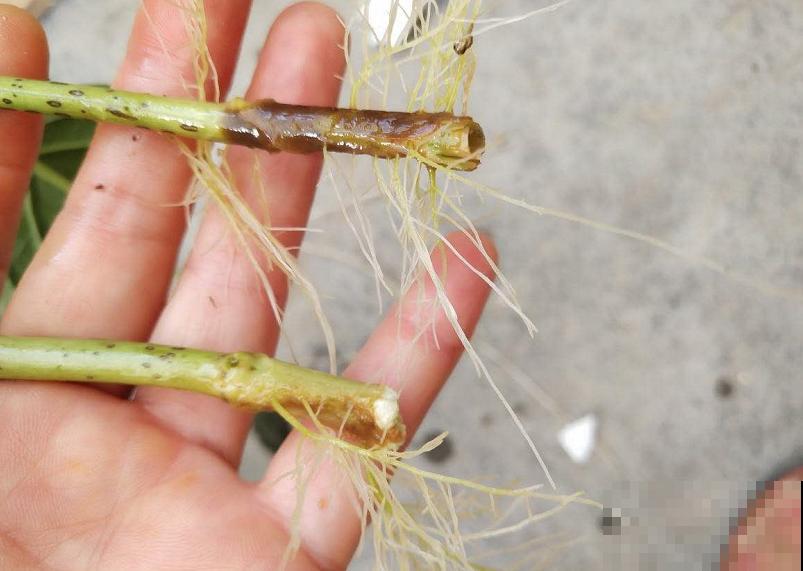 天凉最适合扦插,绣球随便剪根枝,插水里都能活! 天凉最适合扦插,绣球随便剪根枝,插水里都能活!