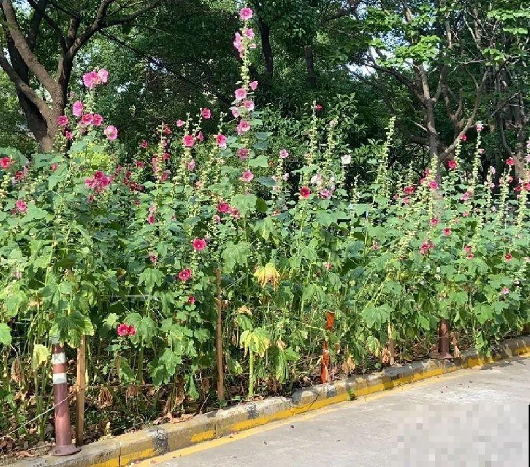 一次性的花，秋天开完就扔了，别浪费时间！