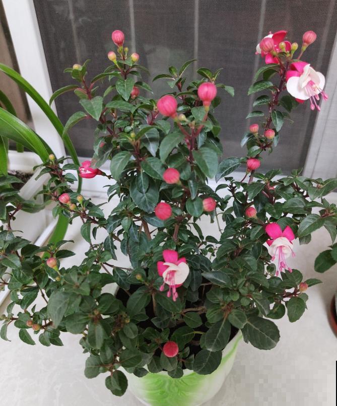 最适合各个地方养的花，快看你的家乡，适合养哪些花！