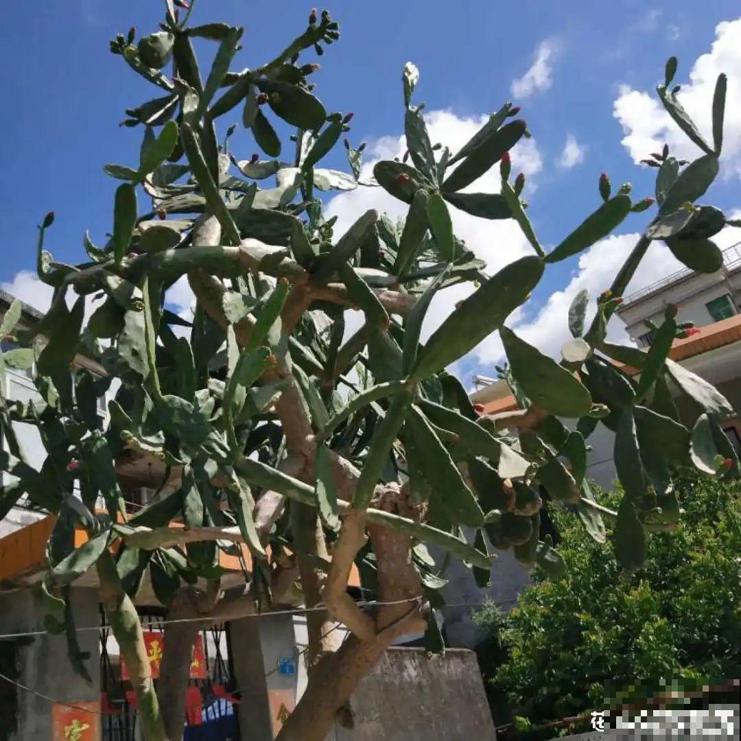 5种丑的难入眼的花，养客厅镇宅守家，越养越气派！