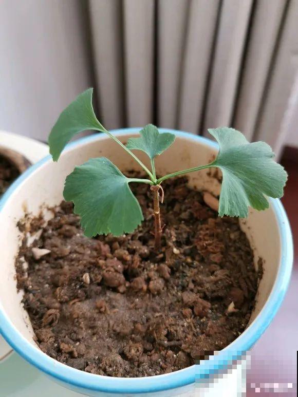 西红柿、玉米……埋土里，7天长成小森林，结出果子一大筐！