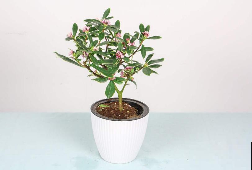 金边瑞香特喜酸，柠檬水浇一浇，开得特欢！