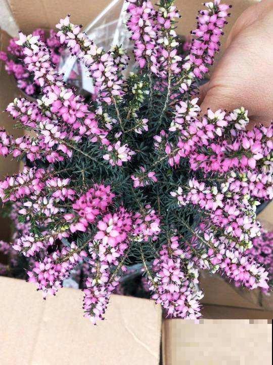 欧石楠，好看到窒息，密集恐惧症患者慎入！