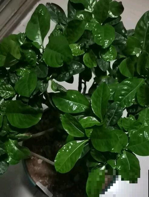 马上处暑了,这5种花最怕闷,别再浇水了! 马上处暑了,这5种花最怕闷,别再浇水了!