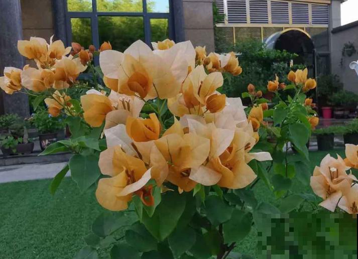 养花人,认识这4个字,就能解决黄叶和烂根问题! 养花人,认识这4个字,就能解决黄叶和烂根问题!