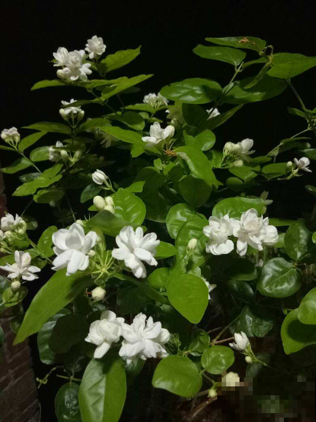 家里养茉莉，使劲晒多浇水，开花香飘十里